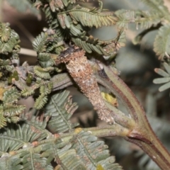 Lepidoscia (genus) IMMATURE at Bruce, ACT - 12 Oct 2021