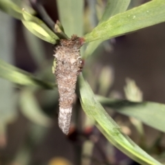 Conoeca or Lepidoscia (genera) IMMATURE at Bruce, ACT - 12 Oct 2021