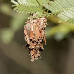 Psychidae (family) IMMATURE (Unidentified case moth or bagworm) at Bruce Ridge - 11 Oct 2021 by AlisonMilton