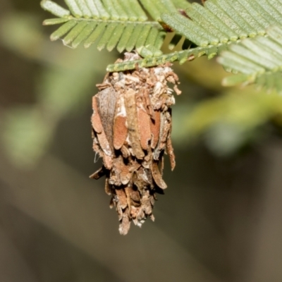 Psychidae (family) IMMATURE (Unidentified case moth or bagworm) at Bruce Ridge - 11 Oct 2021 by AlisonMilton