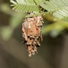 Psychidae (family) (Unidentified case moth or bagworm) at Bruce, ACT - 11 Oct 2021 by AlisonMilton