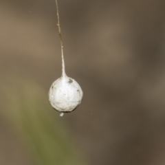 Tamopsis sp. (genus) (Two-tailed spider) at Bruce, ACT - 11 Oct 2021 by AlisonMilton