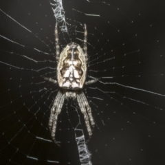 Plebs eburnus (Eastern bush orb-weaver) at Bruce Ridge to Gossan Hill - 11 Oct 2021 by AlisonMilton