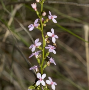 Stylidium sp. at Bruce, ACT - 12 Oct 2021