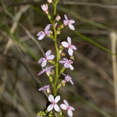 Stylidium sp. (Trigger Plant) at Bruce, ACT - 12 Oct 2021 by AlisonMilton