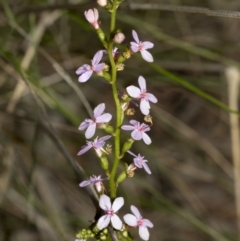 Stylidium sp. (Trigger Plant) at Bruce, ACT - 11 Oct 2021 by AlisonMilton
