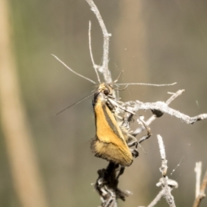 Philobota undescribed species near arabella at Bruce, ACT - 12 Oct 2021