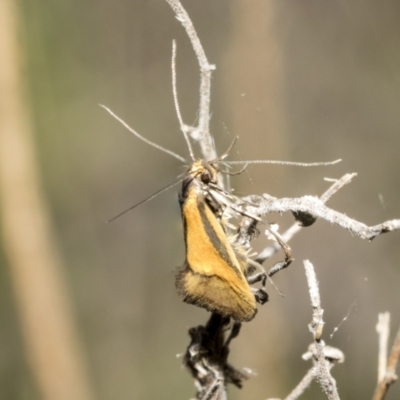 Philobota undescribed species near arabella (A concealer moth) at Bruce Ridge - 11 Oct 2021 by AlisonMilton