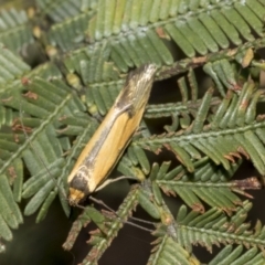 Philobota undescribed species near arabella at Bruce, ACT - 12 Oct 2021 09:47 AM