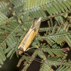 Philobota undescribed species near arabella at Bruce, ACT - 12 Oct 2021 09:47 AM