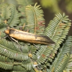 Philobota undescribed species near arabella at Bruce, ACT - 12 Oct 2021 09:47 AM