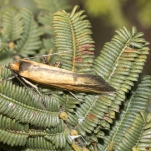 Philobota undescribed species near arabella at Bruce, ACT - 12 Oct 2021