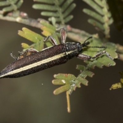 Rhinotia suturalis (Belid weevil) at Bruce, ACT - 11 Oct 2021 by AlisonMilton