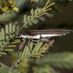 Rhinotia suturalis at Bruce, ACT - 12 Oct 2021