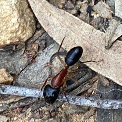 Camponotus nigriceps (Black-headed sugar ant) at QPRC LGA - 12 Oct 2021 by Steve_Bok