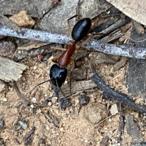 Camponotus nigriceps at Jerrabomberra, NSW - 12 Oct 2021 06:24 PM