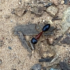 Camponotus nigriceps at Jerrabomberra, NSW - 12 Oct 2021 06:24 PM