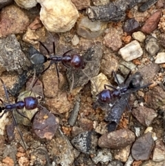Iridomyrmex purpureus (Meat Ant) at QPRC LGA - 12 Oct 2021 by Steve_Bok