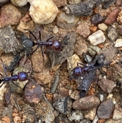 Iridomyrmex purpureus (Meat Ant) at Jerrabomberra, NSW - 12 Oct 2021 by SteveBorkowskis