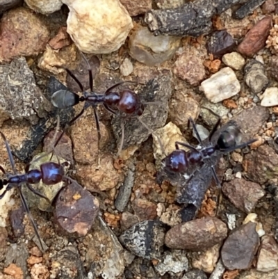 Iridomyrmex purpureus (Meat Ant) at QPRC LGA - 12 Oct 2021 by Steve_Bok