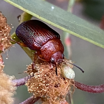 Calomela ioptera (A leaf beetle) at Mount Jerrabomberra QP - 12 Oct 2021 by Steve_Bok