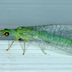 Mallada signatus (Green Lacewing) at Ainslie, ACT - 9 Oct 2021 by jb2602