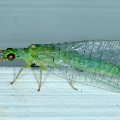 Mallada signatus (Green Lacewing) at Ainslie, ACT - 9 Oct 2021 by jbromilow50