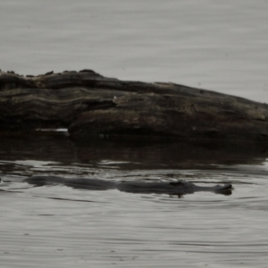 Ornithorhynchus anatinus at Fyshwick, ACT - 12 Oct 2021 05:53 PM