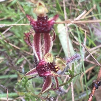 Caladenia actensis (Canberra Spider Orchid) at Bungendore, NSW - 12 Oct 2021 by yellowboxwoodland