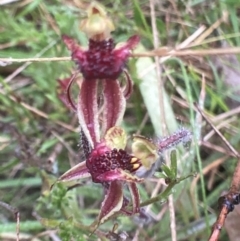 Caladenia actensis (Canberra Spider Orchid) at Bungendore, NSW - 12 Oct 2021 by yellowboxwoodland