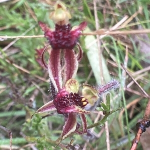 Caladenia actensis at suppressed - 12 Oct 2021
