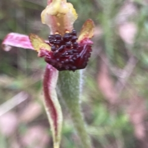 Caladenia actensis at suppressed - suppressed