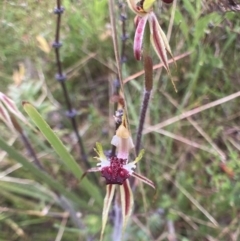 Caladenia actensis at suppressed - suppressed