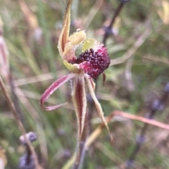 Caladenia actensis at suppressed - 12 Oct 2021