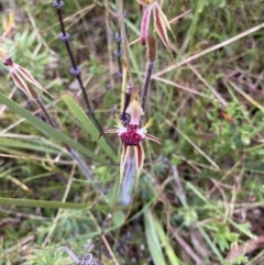 Caladenia actensis at suppressed - suppressed