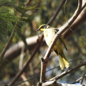 Lichenostomus melanops at Mundamia, NSW - 17 Nov 2018