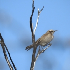 Glyciphila melanops (Tawny-crowned Honeyeater) at Beecroft Peninsula, NSW - 17 Nov 2018 by Liam.m