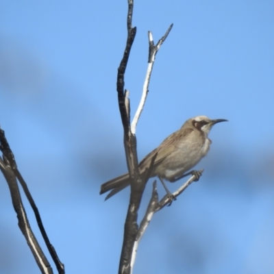 Glyciphila melanops (Tawny-crowned Honeyeater) at Beecroft Peninsula, NSW - 17 Nov 2018 by Liam.m