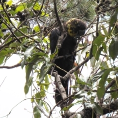 Calyptorhynchus lathami lathami (Glossy Black-Cockatoo) at Booderee National Park - 17 Nov 2018 by Liam.m