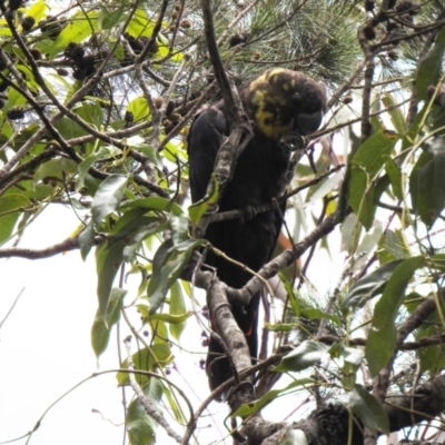 Calyptorhynchus lathami lathami (Glossy Black-Cockatoo) at Jervis Bay, JBT - 17 Nov 2018 by Liam.m