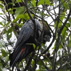 Calyptorhynchus lathami lathami at Jervis Bay, JBT - suppressed