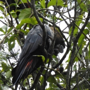 Calyptorhynchus lathami lathami at Jervis Bay, JBT - 17 Nov 2018