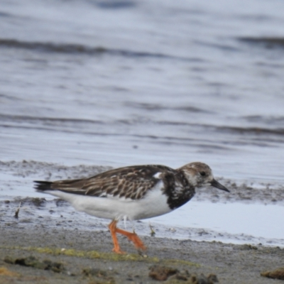 Arenaria interpres (Ruddy Turnstone) at Wollumboola, NSW - 17 Nov 2018 by Liam.m