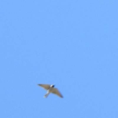 Artamus personatus (Masked Woodswallow) at Tarcutta, NSW - 13 Oct 2018 by Liam.m