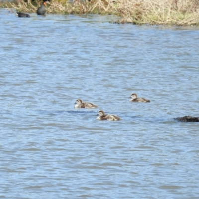 Tadorna tadornoides (Australian Shelduck) at Wagga Wagga, NSW - 14 Oct 2018 by Liam.m