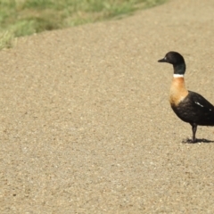 Tadorna tadornoides at Wagga Wagga, NSW - 14 Oct 2018