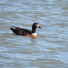 Tadorna tadornoides at Wagga Wagga, NSW - suppressed