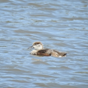 Tadorna tadornoides at Wagga Wagga, NSW - 14 Oct 2018