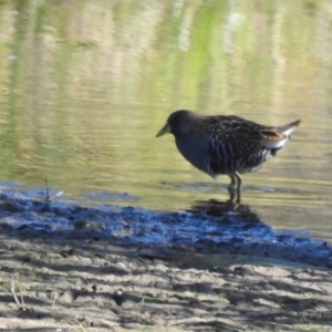 Porzana fluminea at Wagga Wagga, NSW - 14 Oct 2018