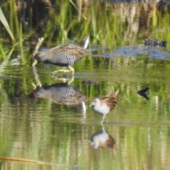 Zapornia pusilla (Baillon's Crake) at Wagga Wagga, NSW - 14 Oct 2018 by Liam.m